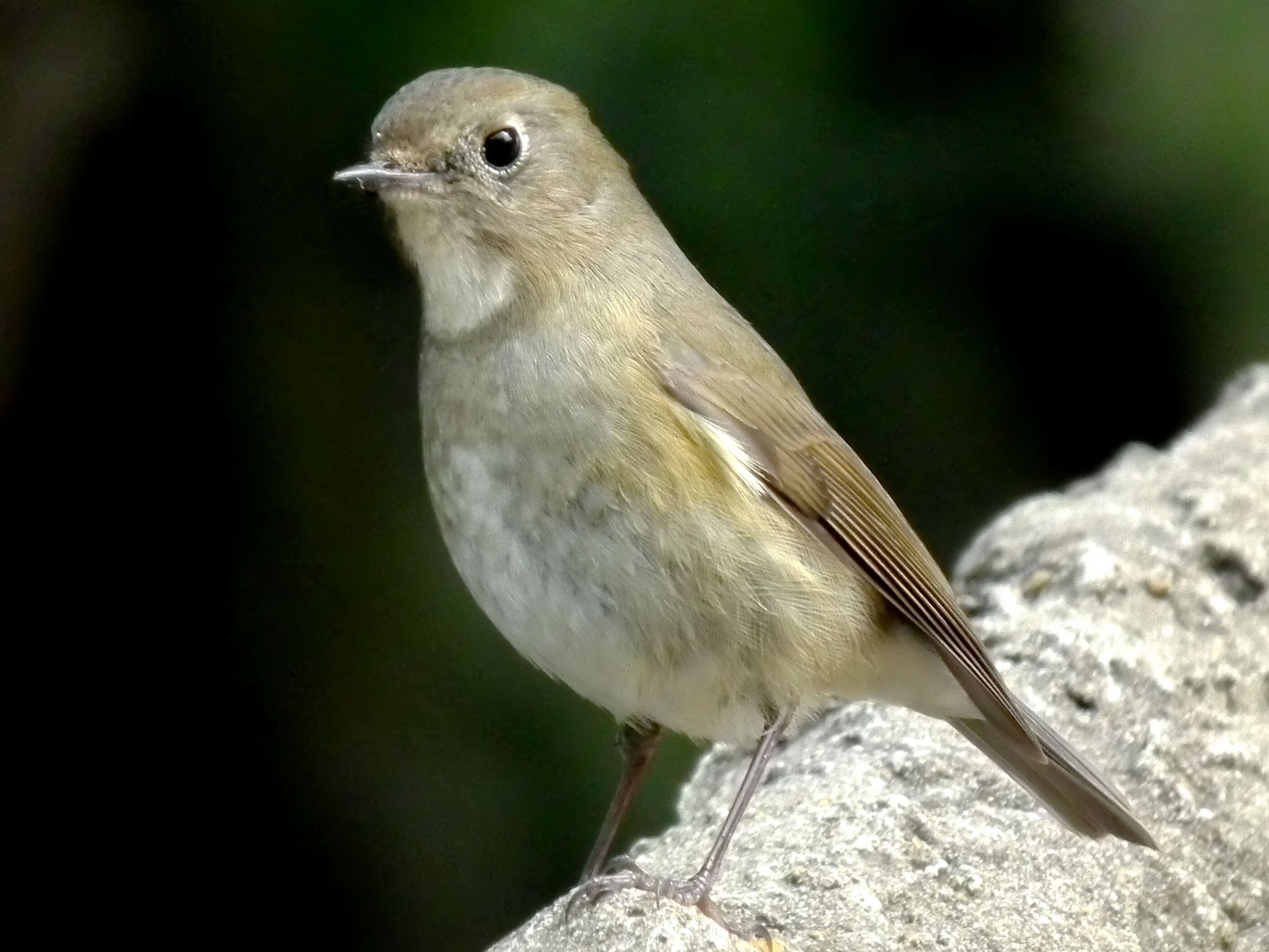 Image of Orange-flanked Bush-Robin