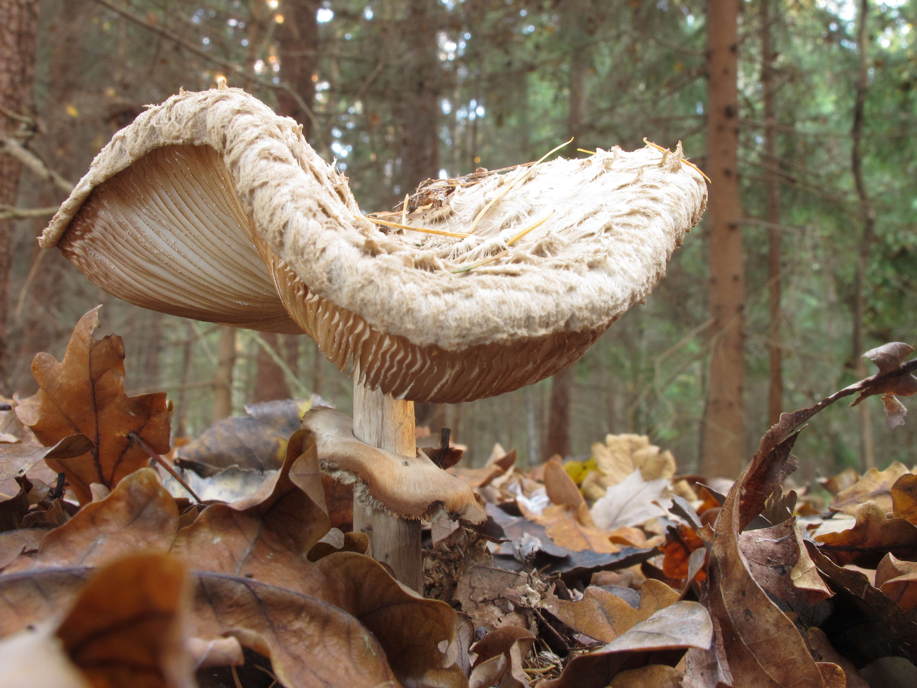 Image of Macrolepiota procera (Scop.) Singer 1948