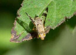 Image of Sphenella sinensis Schiner 1868