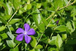 Image of Greater Periwinkle