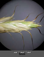 Image of corn brome