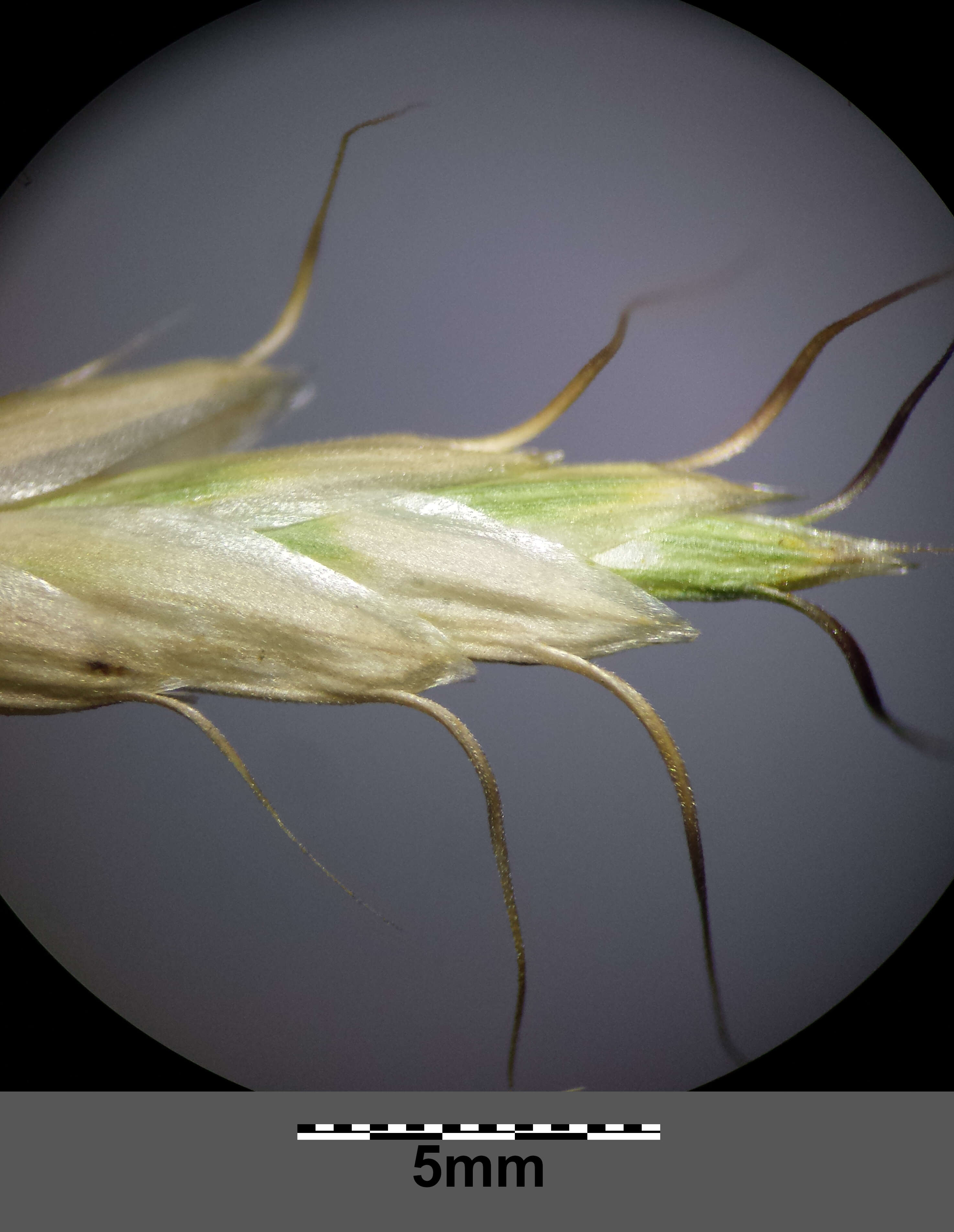 Image of corn brome