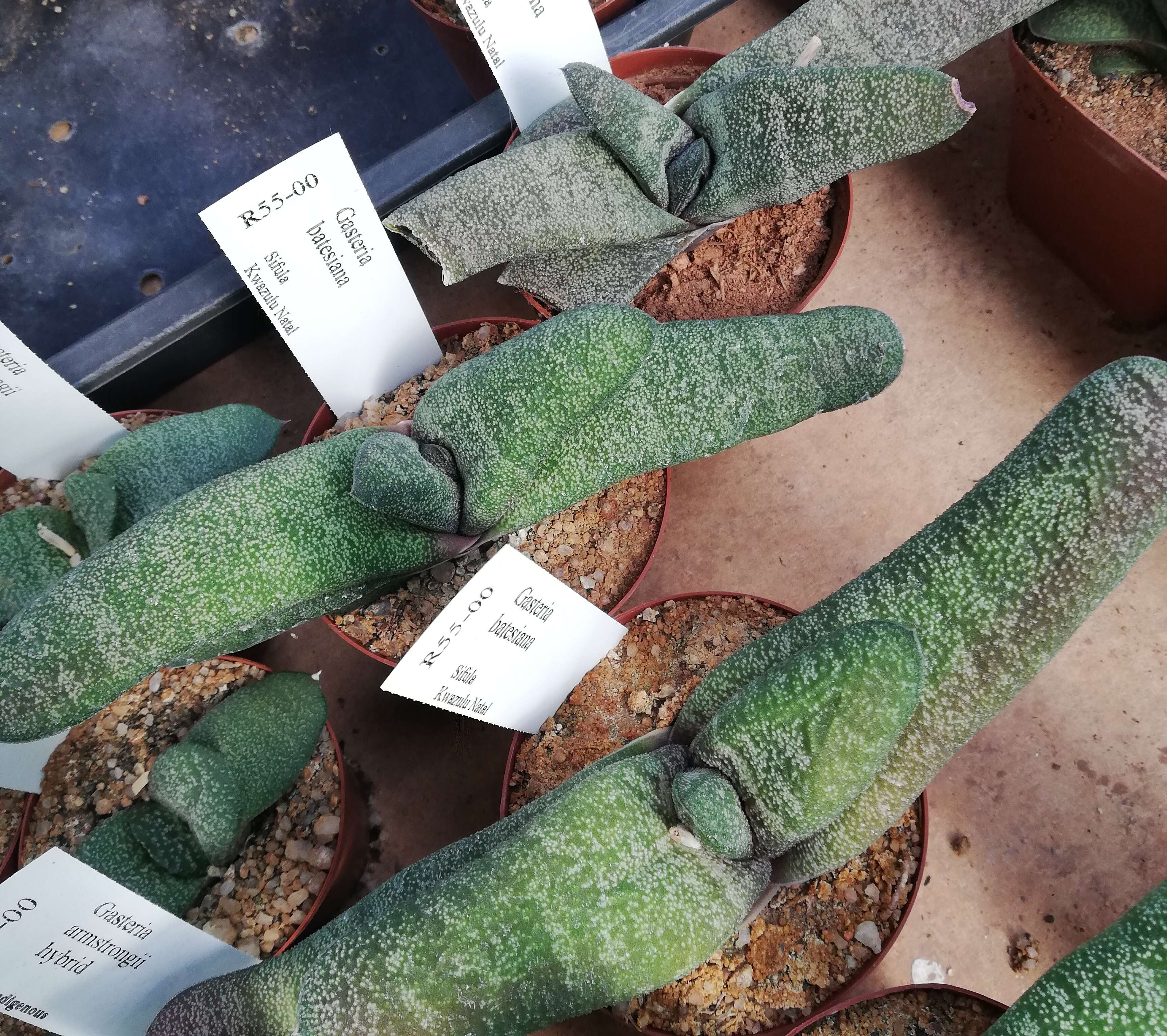 Image of Gasteria batesiana G. D. Rowley