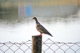 Image of Picazuro Pigeon