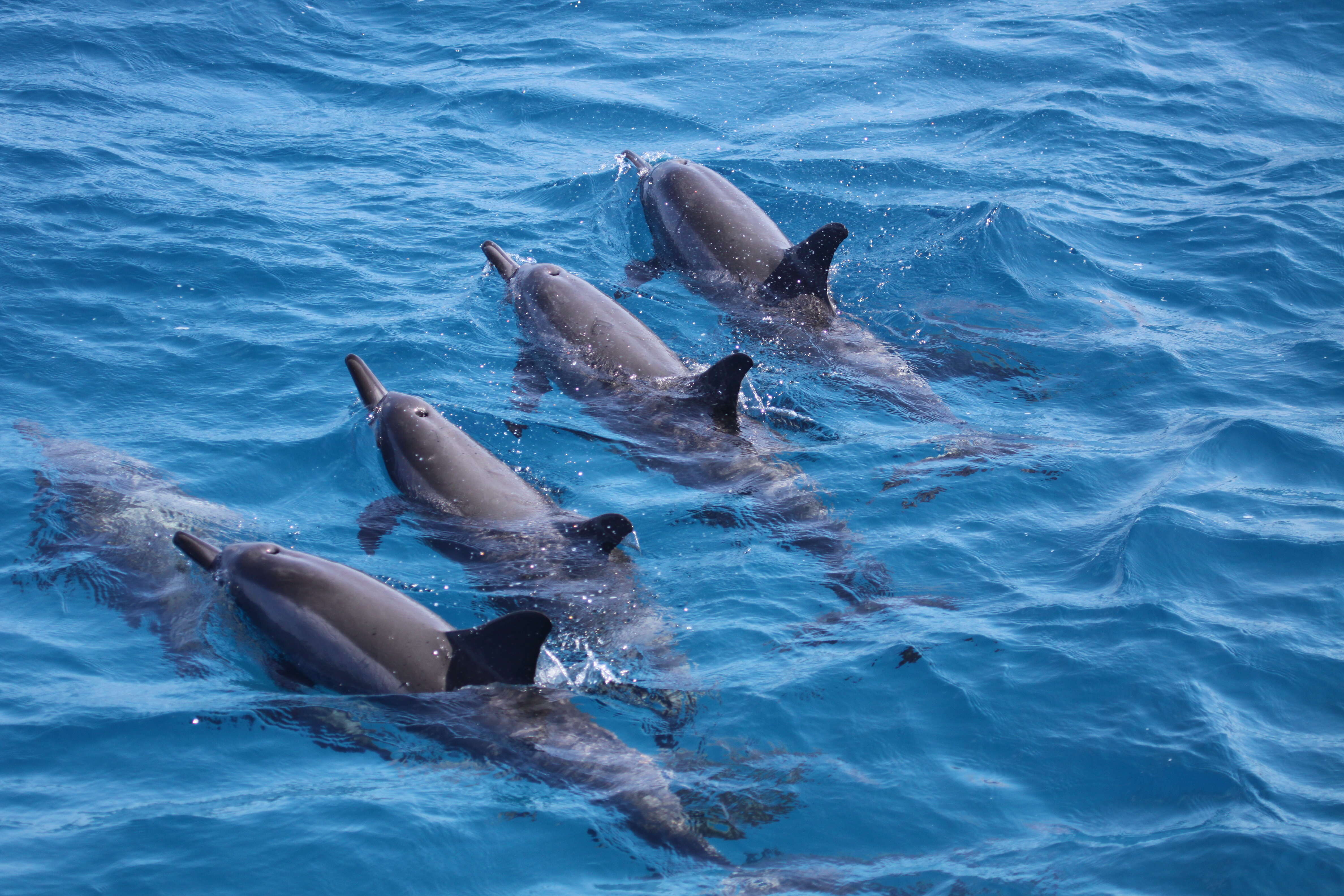 Image of Long-beaked Dolphin