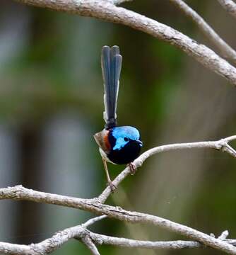 Image of Variegated Fairy-wren