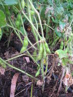 Image of soybean