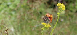 Image of Argynnis childreni