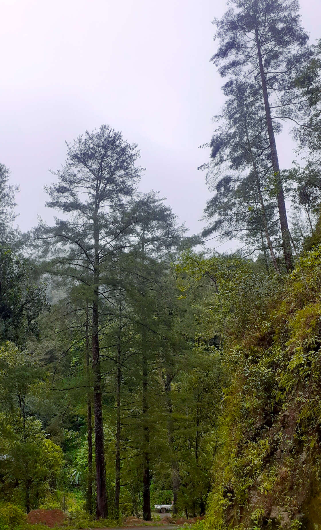 Image of Chiapas White Pine