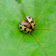 Image of Six-spotted Zigzag Ladybird