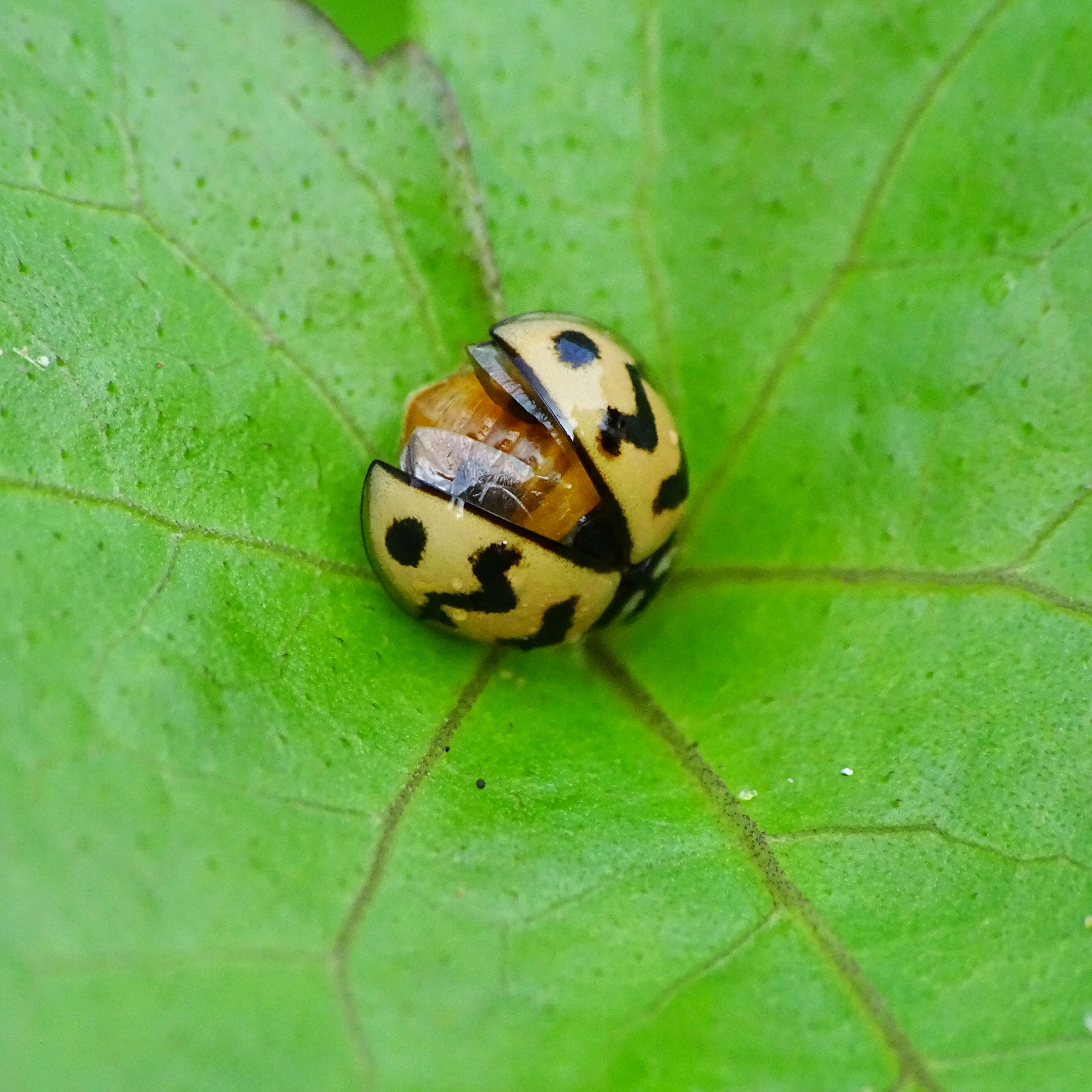 Image of Six-spotted Zigzag Ladybird