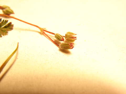 Image of Common Stork's-bill