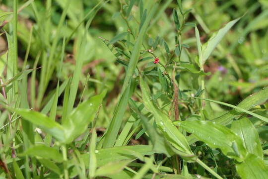 Image of Indigofera linifolia (L. fil.) Retz.