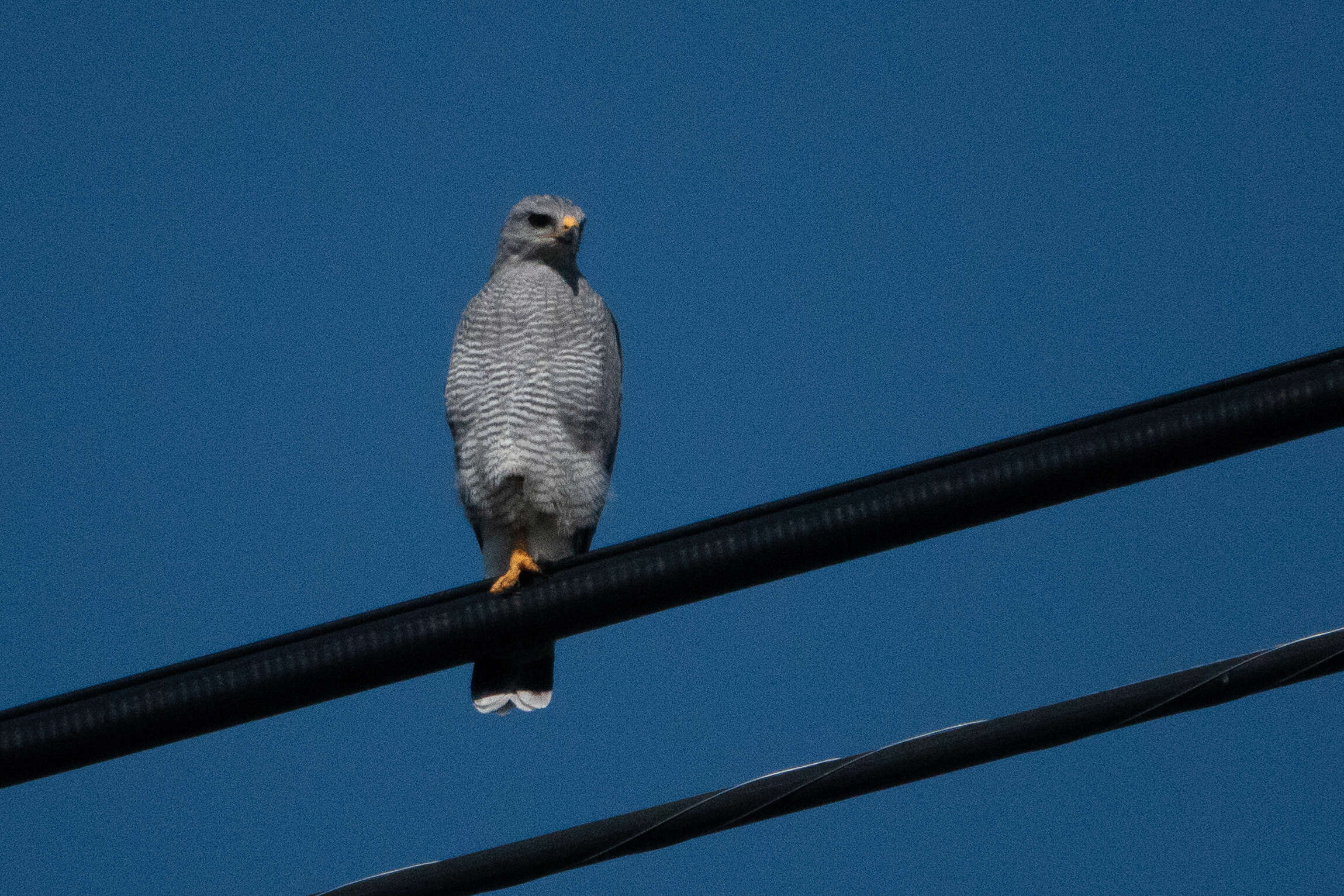 Image of Gray Hawk