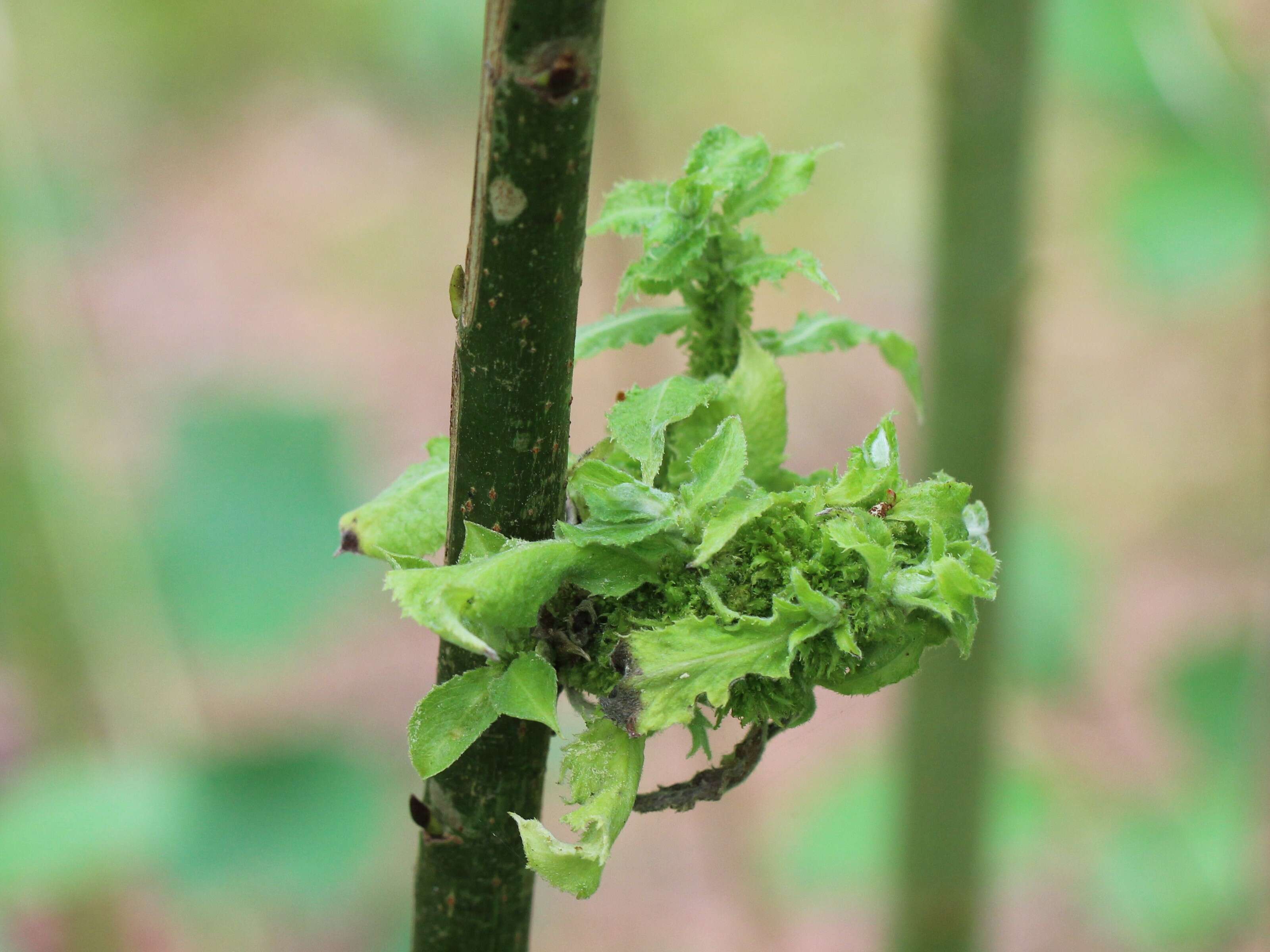 Image of Phytoplasma