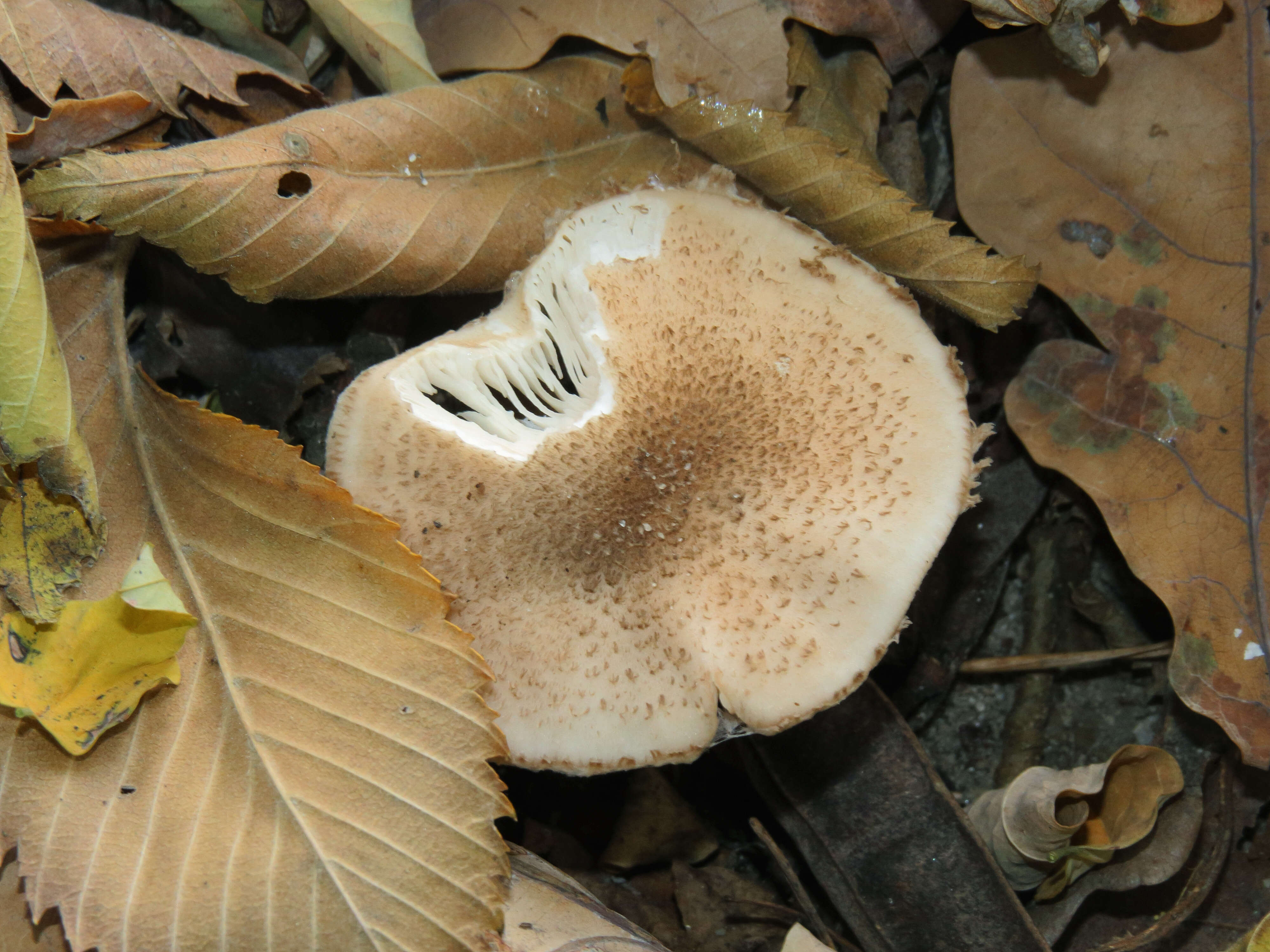 Image of Honey Fungus