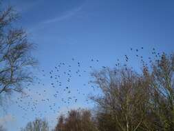 Image of Eurasian Jackdaw