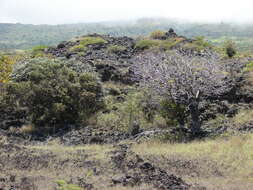 Image of Island nesoluma