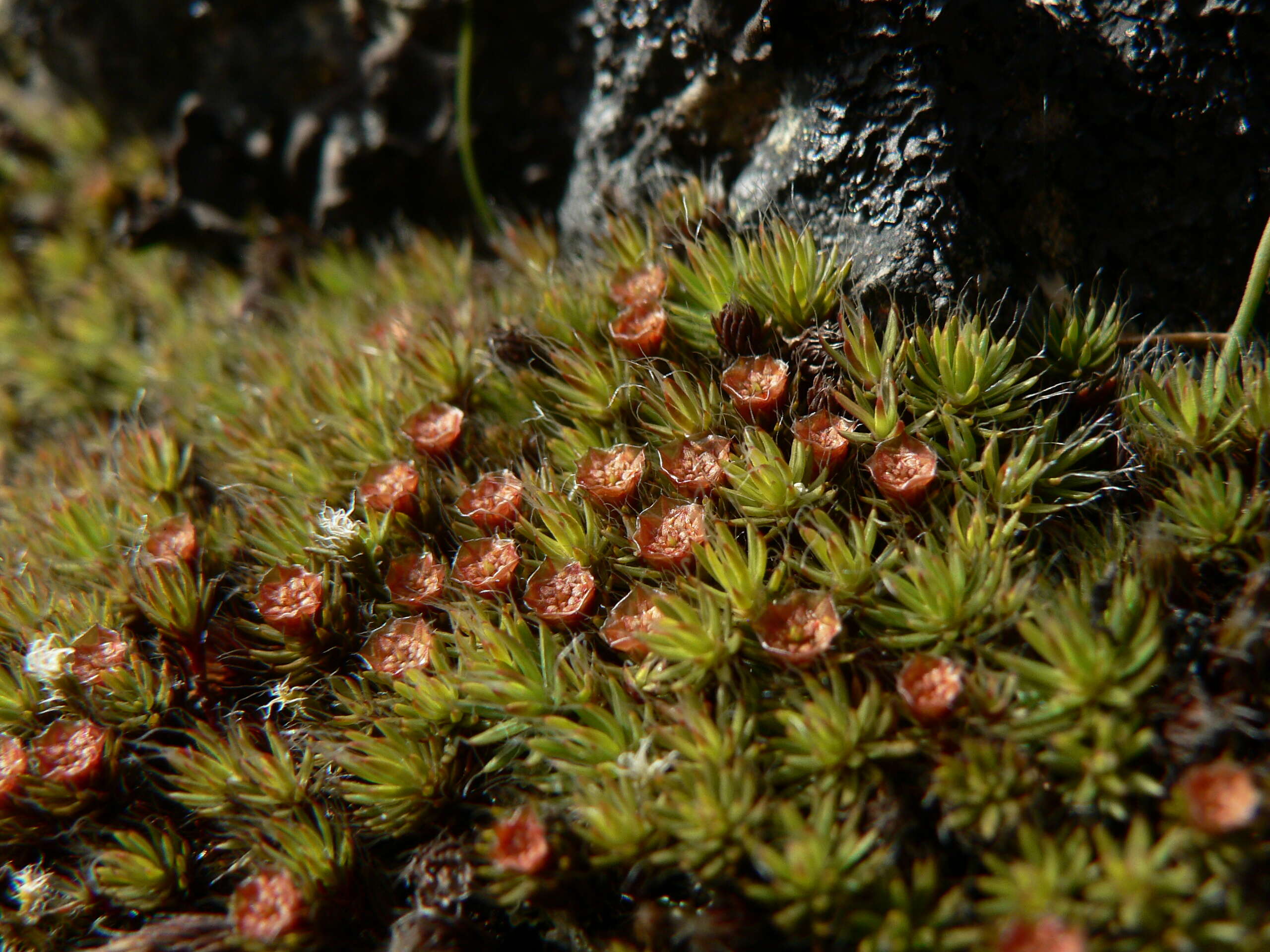 Image of Polytrichum moss