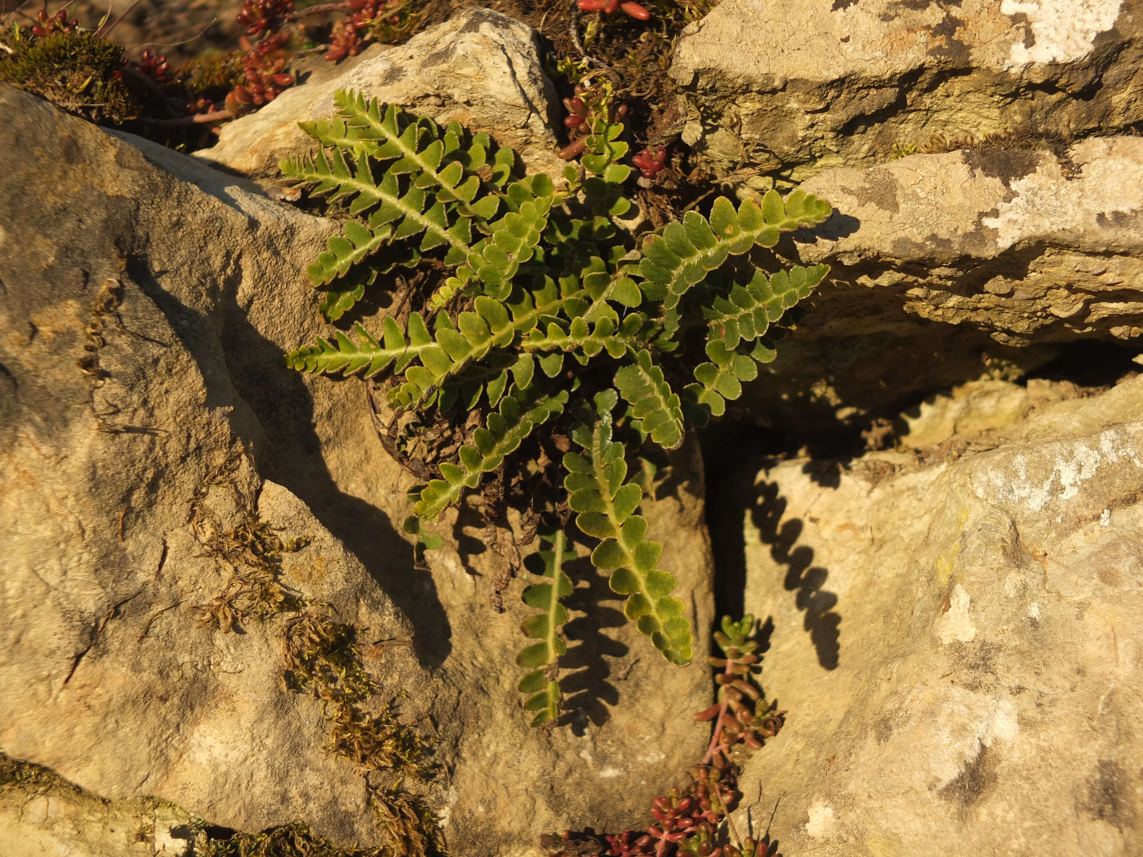 Plancia ëd Asplenium ceterach L.