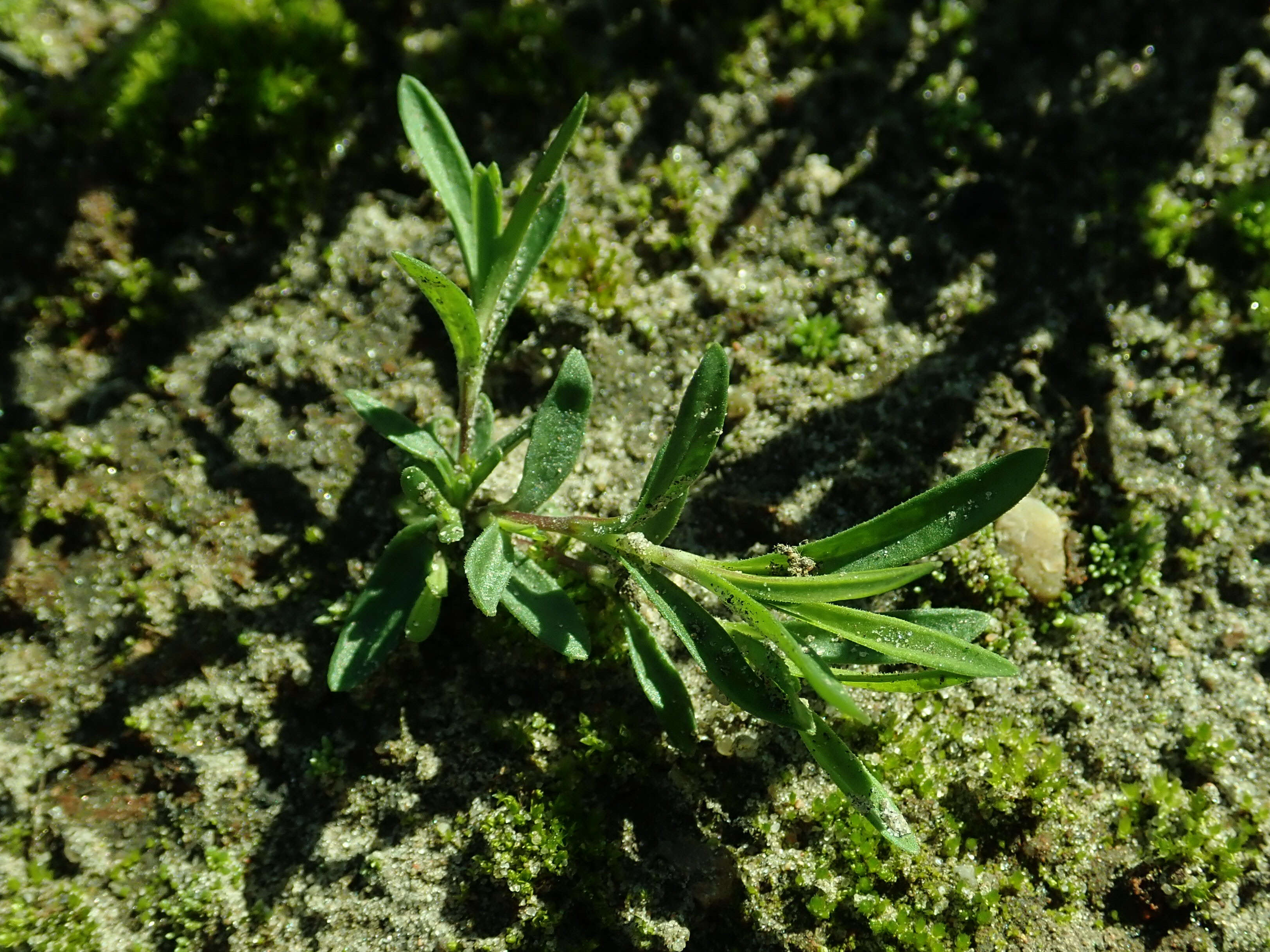 Слика од Dianthus deltoides L.