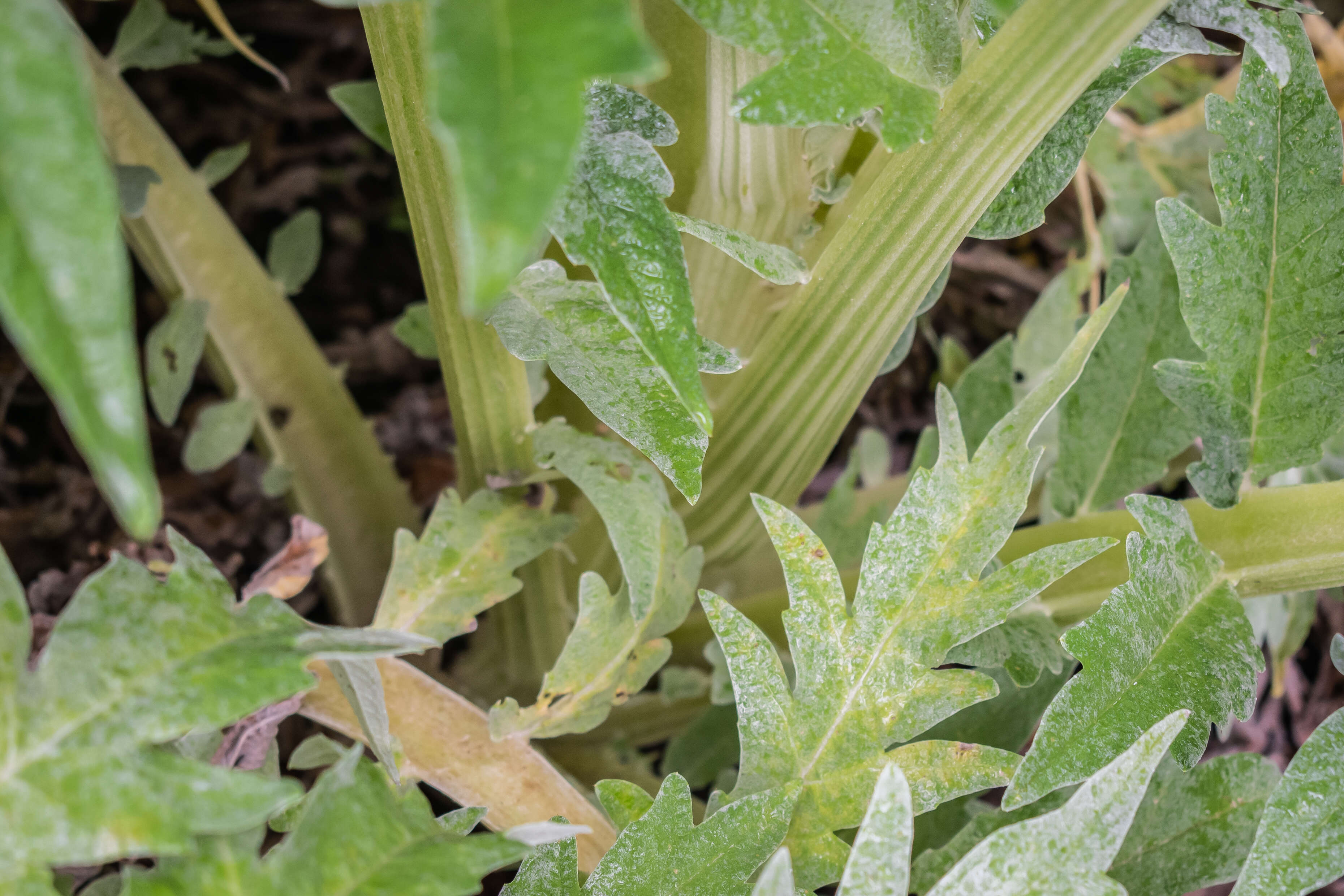 Image of cardoon