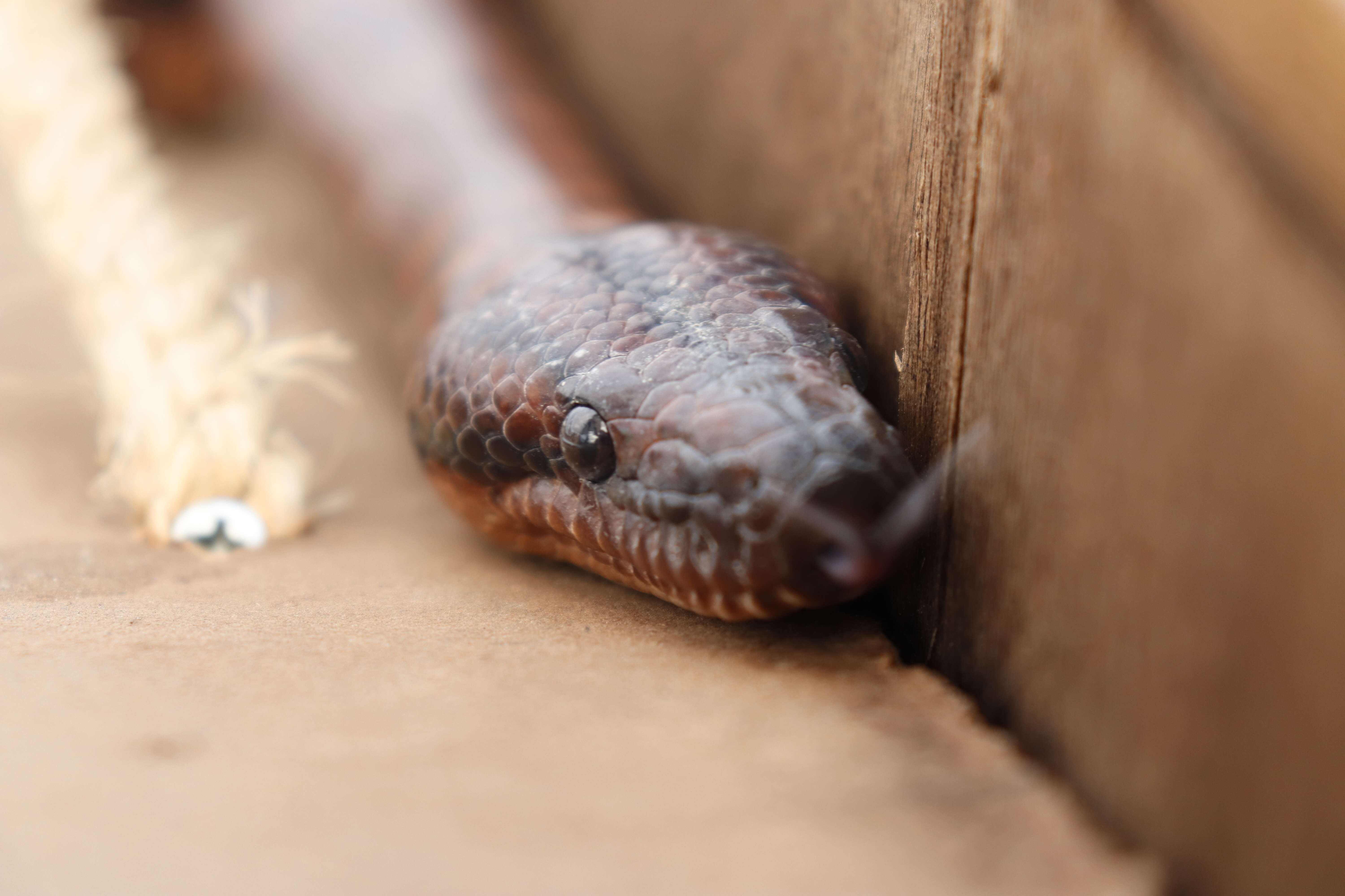 Image of Rainbow Boa