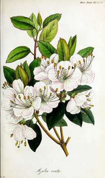 Imagem de Rhododendron ovatum (Lindl.) Planch. ex Maxim.