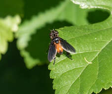 صورة Trichopoda pennipes (Fabricius 1781)