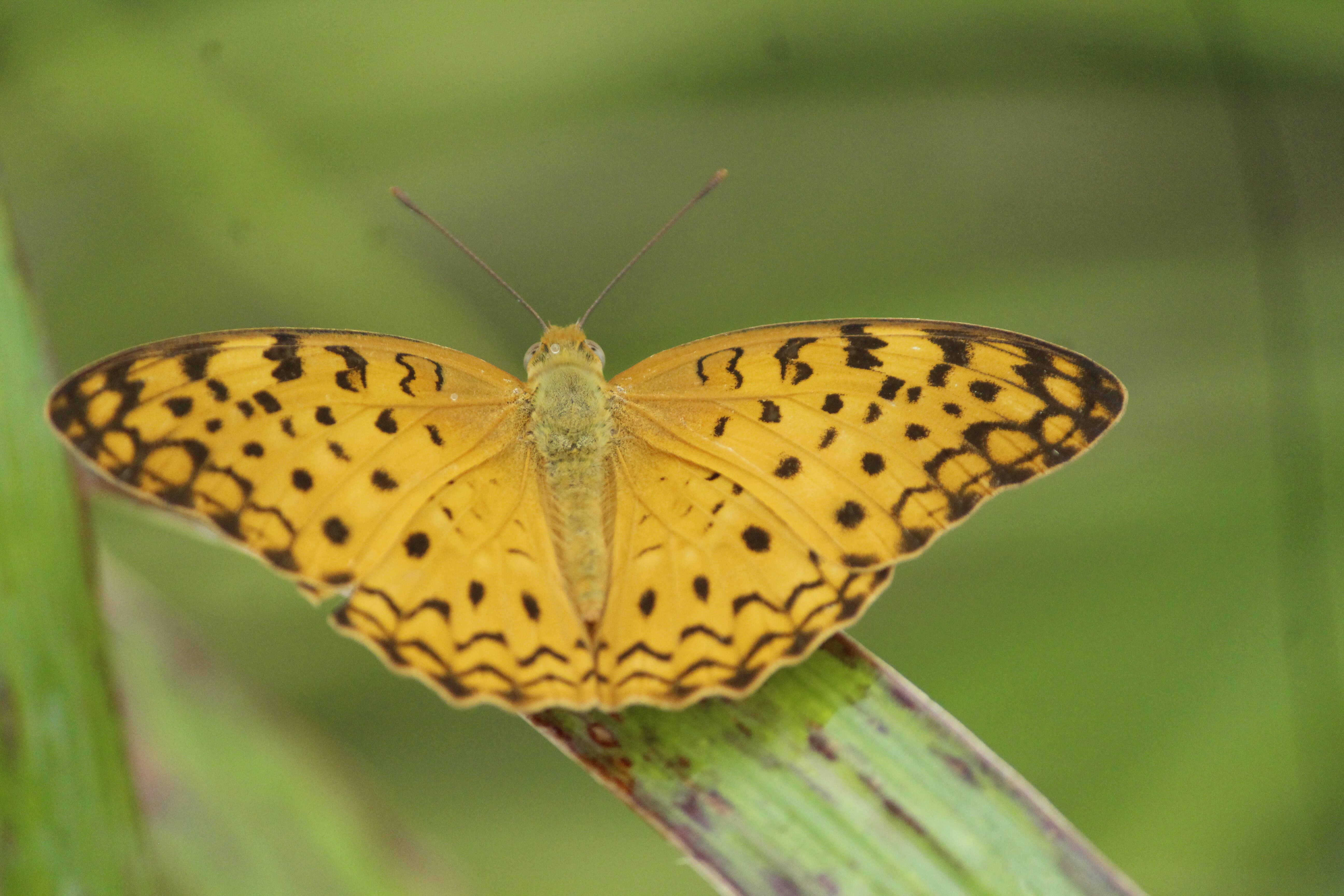 Image of Common Leopard