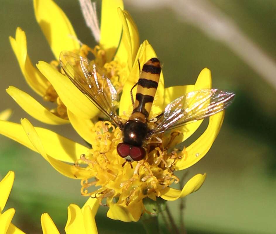 Image of Banded Meliscaeva