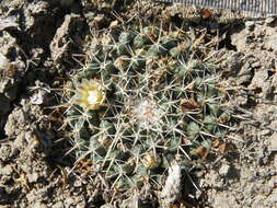 Image of Mammillaria uncinata Zucc. ex Pfeiff.