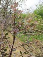 Image of cider gum