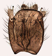 Image of Boletina griphoides Edwards 1925