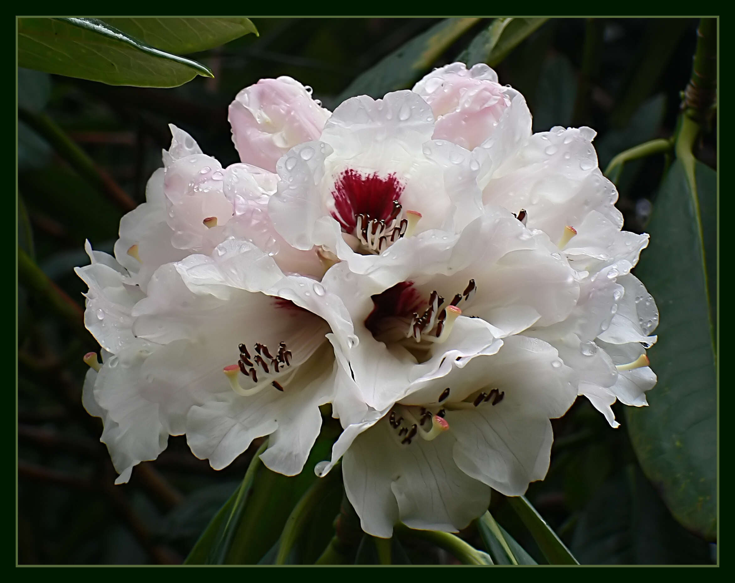 Image of Rhododendron grande Wight