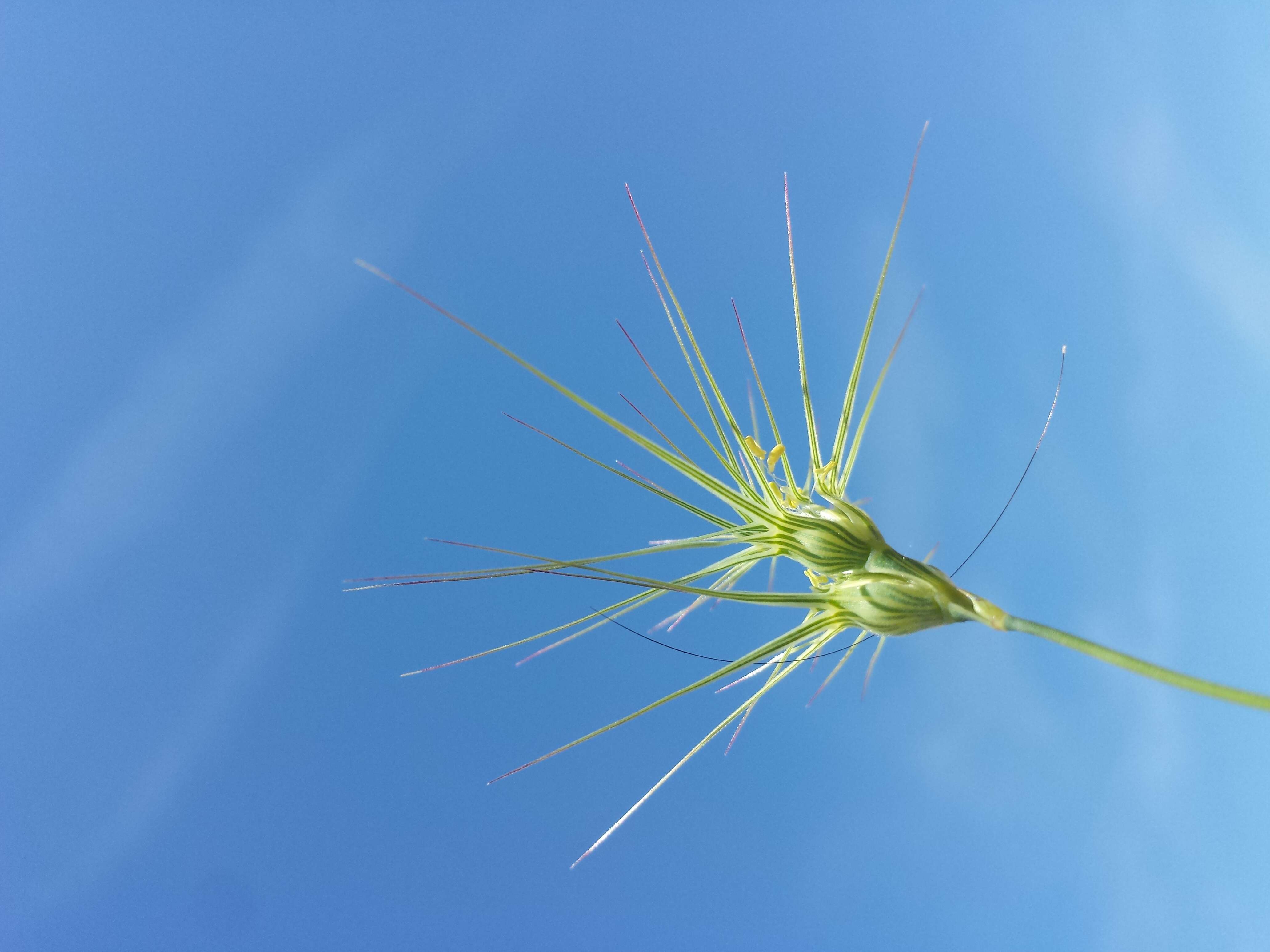 Image de Aegilops geniculata Roth