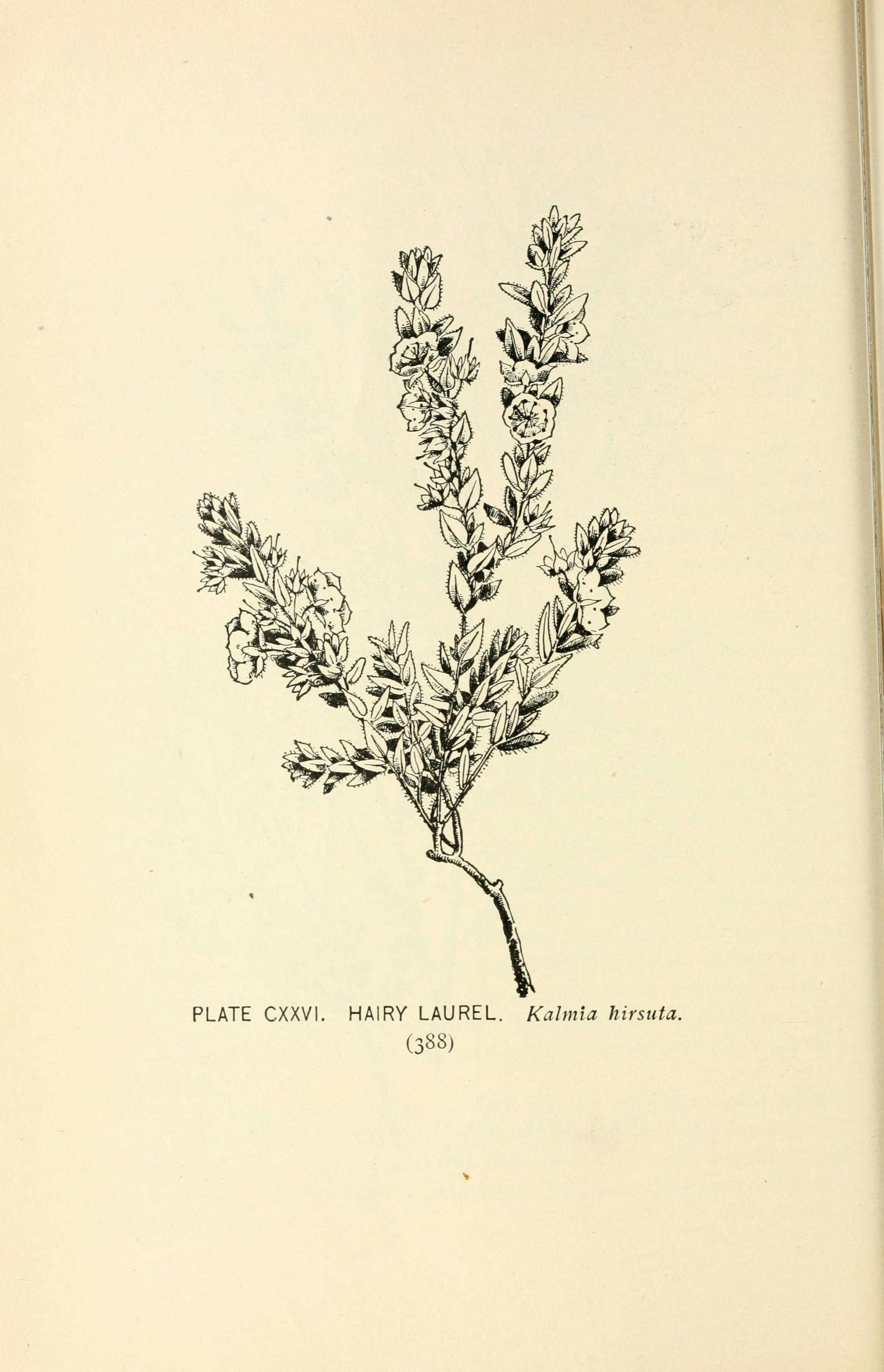 Image of hairy laurel