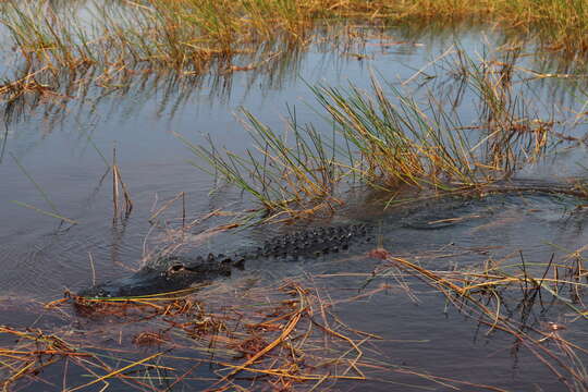 Image of alligators