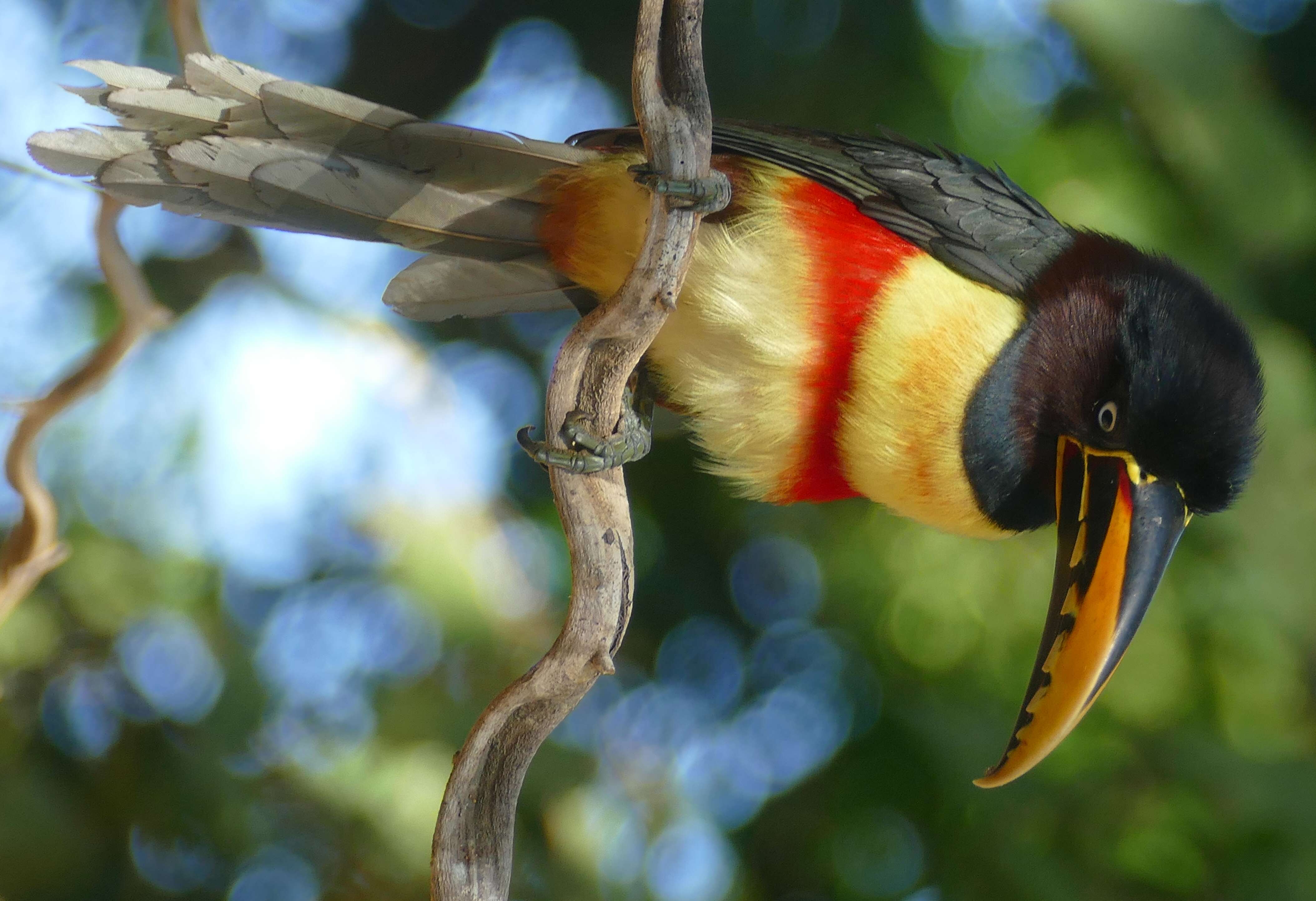 Image of Chestnut-eared Aracari