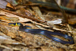 Image of Brown Reed Snake