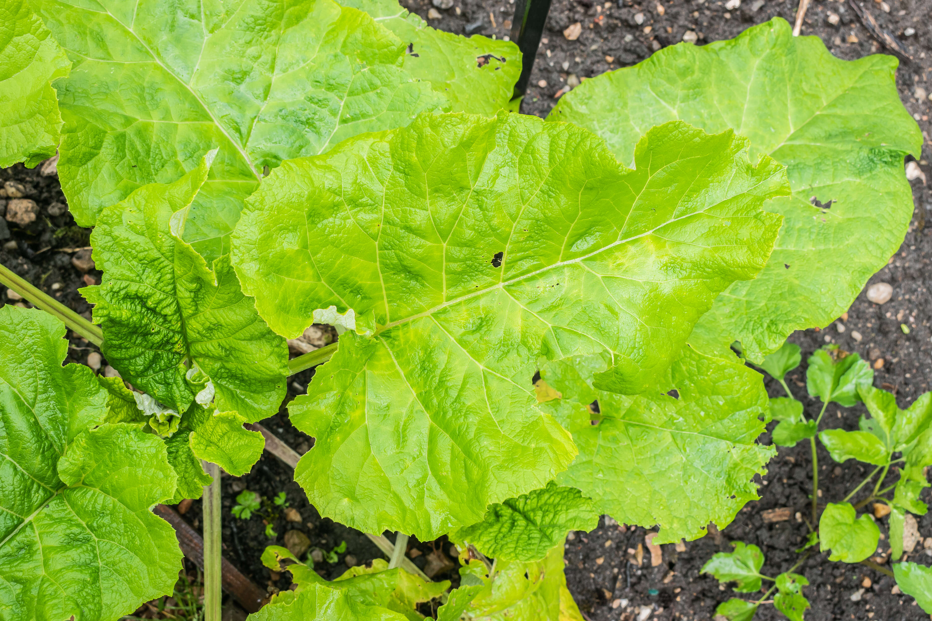 Image of greater burdock