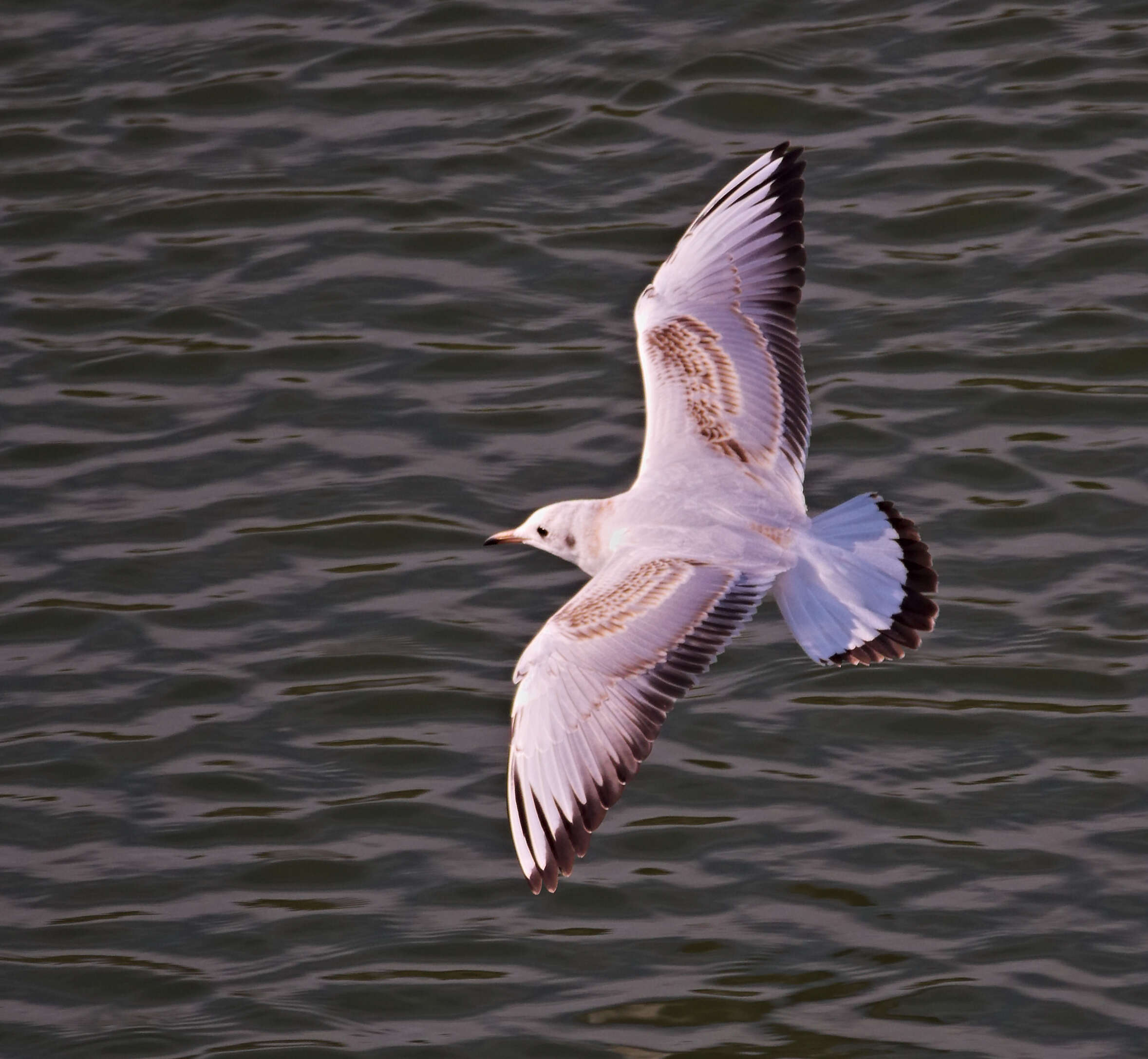 Image of Black-headed Gull