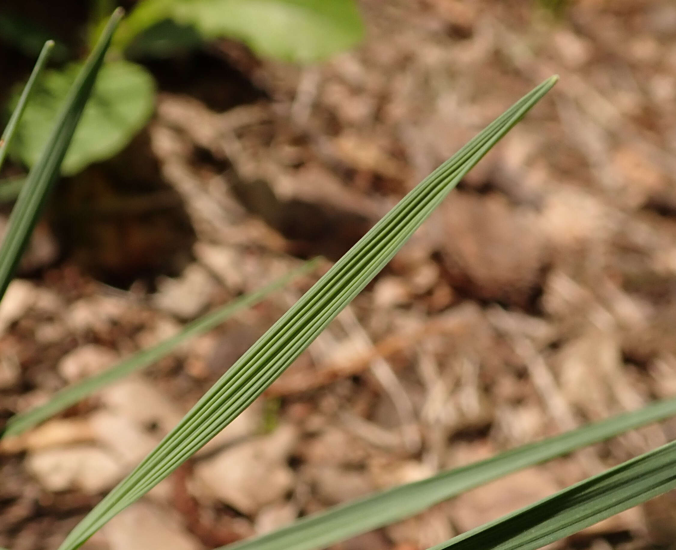 Image of Koeleria glauca (Spreng.) DC.