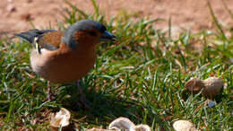 Image of Fringilla Linnaeus 1758