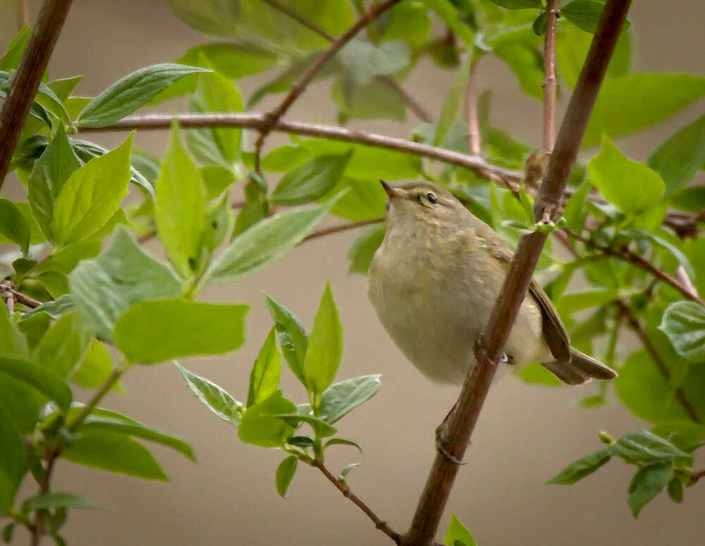 Image of Common Chiffchaff