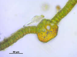 Image of tortula moss