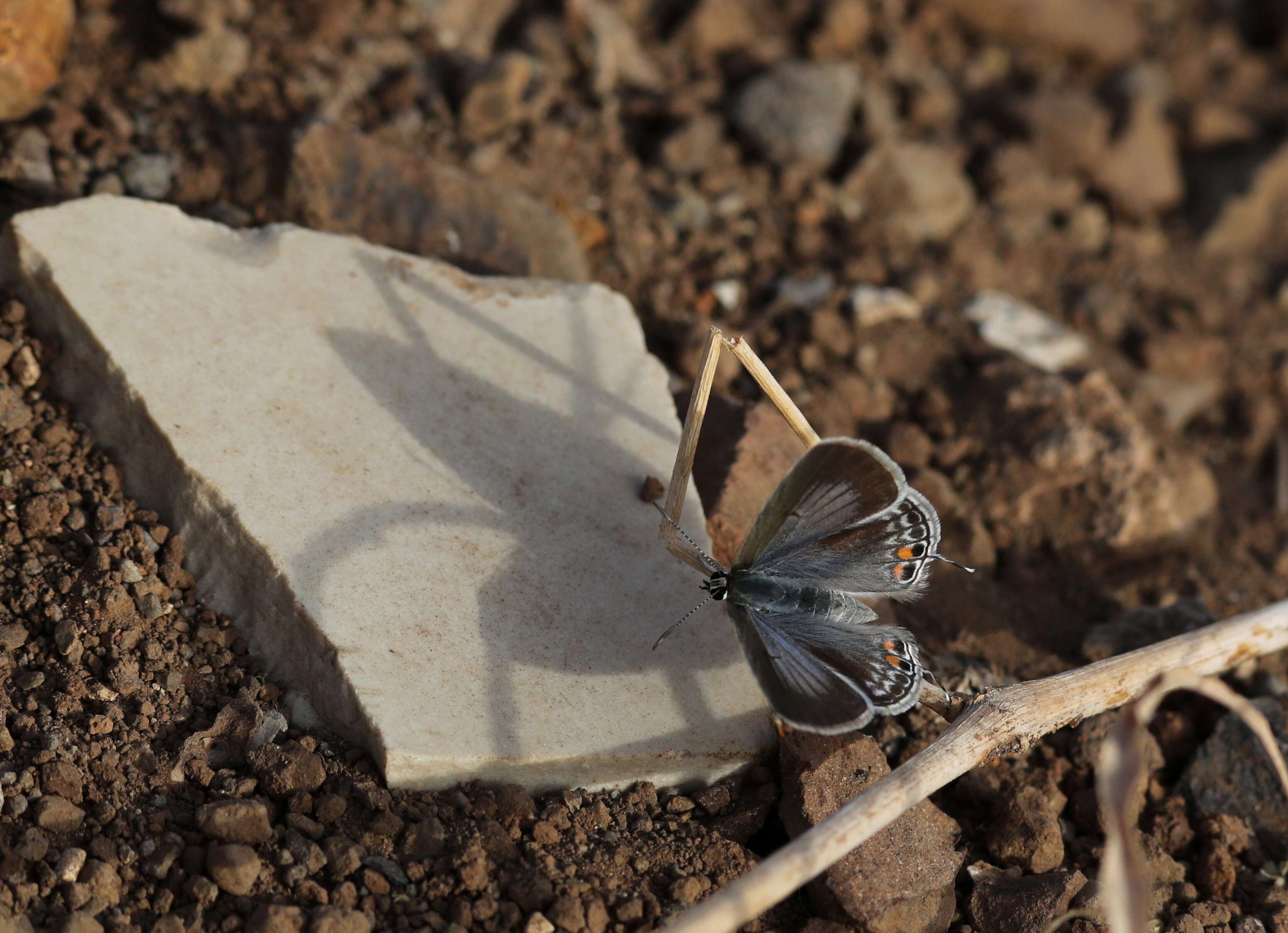 Image of Euchrysops osiris