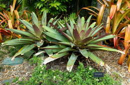 Image of Alcantarea imperialis (Carrière) Harms