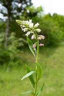 Image of tufted milkwort