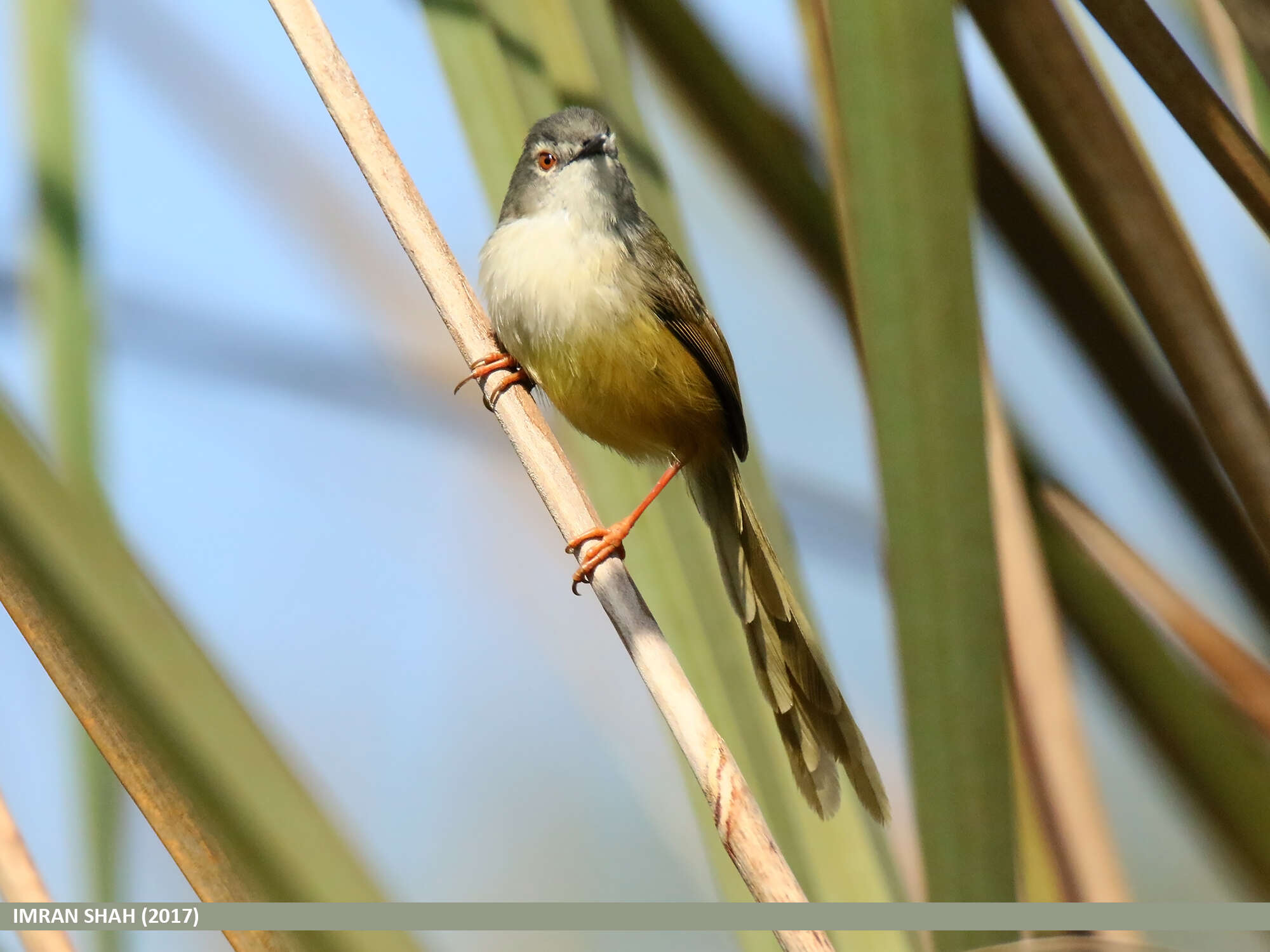 Imagem de Prinia flaviventris (Delessert 1840)